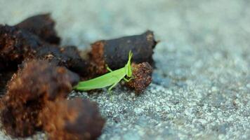 Small green grasshopper perched on a piece of dark, granular material, animal droppings, on a textured gray surface. video