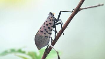 Nahansicht von entdeckt Laternenfliege Lycorma Delikatula auf ein Zweig video