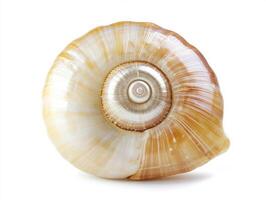 Beautiful spiral shell on bright background photo