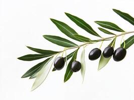 Olive branch with ripe black olives and green leaves photo