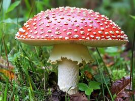 Vibrant red mushroom surrounded by lush green forest photo