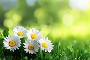 Fresh daisies blooming in a lush green garden during spring photo