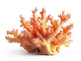 Coral formation with vibrant colors and intricate textures displayed photo