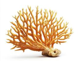 Coral reef structure showcasing intricate branch patterns and textures photo