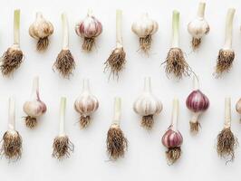 Garlic bulbs arranged on a white background for culinary display photo
