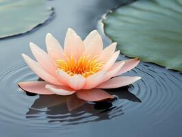 Beautiful pink lotus flower blooming on tranquil water surface photo