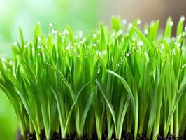 Fresh green grass with dew drops shining under morning light photo