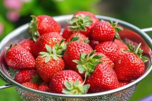 Fresh strawberries in a metal colander ready for preparation photo