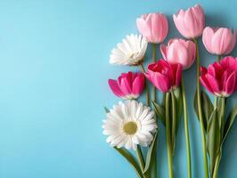 Pink tulips and white daisies on a blue backdrop photo