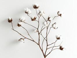 Cotton branch with fluffy bolls against a plain white background photo
