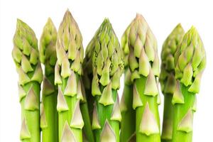 Freshly harvested asparagus bunch ready for culinary use photo