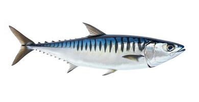 Mackerel swimming in clear water showcases vibrant colors and patterns photo
