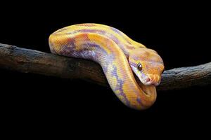 Colorful python resting on a branch in a dark environment photo