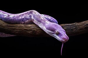 Elegant purple snake resting on a branch photo