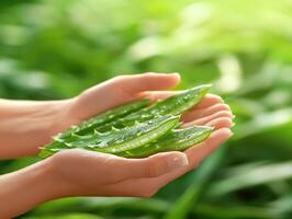 Hands holding fresh aloe vera leaves in a lush garden setting photo