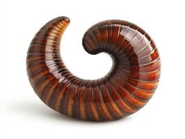 Detailed depiction of a spiral shell on a smooth surface photo