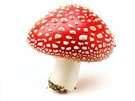 Bright red mushroom with white spots on a clean background photo