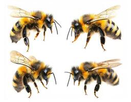 Close-up views of bees showcasing details in their appearance photo