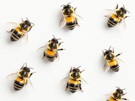 Bees gathering on a bright white surface during daylight hours photo