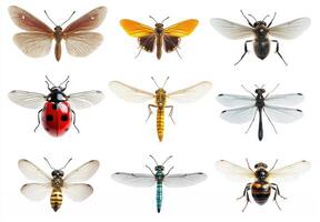 Various insects displayed in a structured arrangement photo