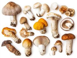 Variety of mushrooms displayed on a white background photo