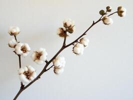 Cotton branch with white bolls against a plain background photo