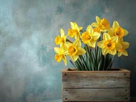 Bright yellow daffodils in rustic wooden planter on blue background photo