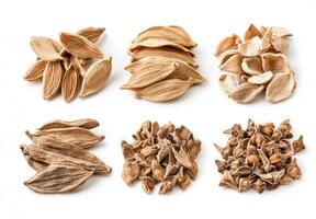 Various types of dried seeds displayed on a white background photo