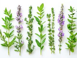 Fresh herbs displayed in a row on a white background photo