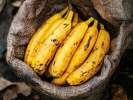 Freshly harvested bananas in a burlap sack ready for market photo