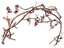Twisted vines with dried leaves collected from a garden in autumn photo
