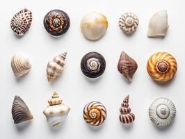 Colorful collection of sea shells arranged on a white background photo