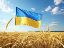 Ukraine flag waving over a golden wheat field under blue sky photo