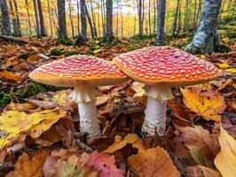 Bright red mushrooms stand out among autumn leaves in forest photo