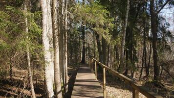 A calm wooden path meanders through a lush forest, inviting exploration and tranquility in serene surroundings photo