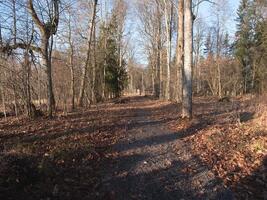 A tranquil forest trail surrounded by various trees, beautifully capturing the true essence of the autumn season photo