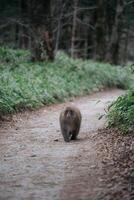 Wild monkey in a lush jungle, black primate walking alone. A cute, fuzzy-tailed creature showcasing the fragile beauty of nature's ecosystem. photo