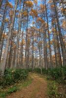 Explore the mindfulness of nature with a horizontal panorama capturing the dark, serene beauty of a pine forest at dawn, where sunlight filters through the towering trunks. photo