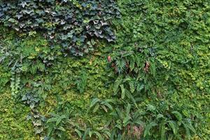 A wall covered in green plants and vines photo