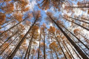 Find peace in the silence of a misty dawn beneath towering pine trees, captured in a horizontal photo that embodies the beauty of nature's meditation.