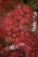 Japanese maple leaves in bright colors bring a sense of peace and relaxation to the scenery. A serene and tranquil scene capturing the essence of fall. photo