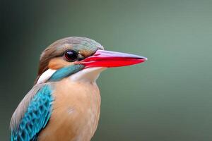 Kingfisher bird showing colorful plumage and red beak in nature photo