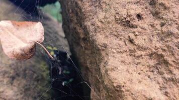 A leaf on a rock with a spider web video