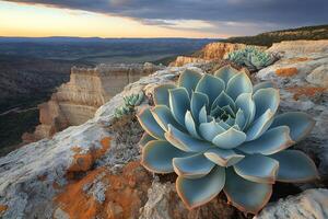 Echeveria blooming on a cliff at sunset in the desert photo