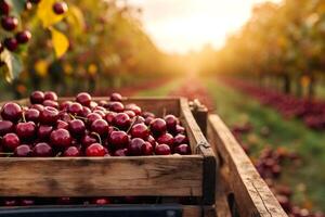 Freshly picked cherries overflowing from wooden crate in orchard at sunset photo