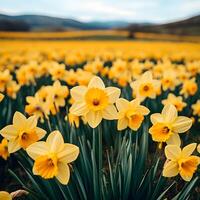 Daffodils blooming in a field with hills in the background photo