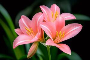 Pink lilies blooming with grace and elegance on dark background photo