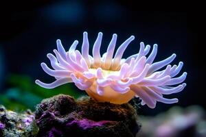 Condylactis anemone showing its beautiful tentacles in aquarium photo