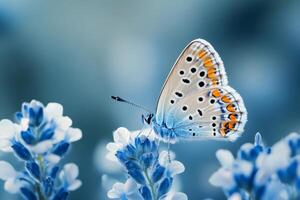 Beautiful butterfly feeding on blue flower in summer meadow photo