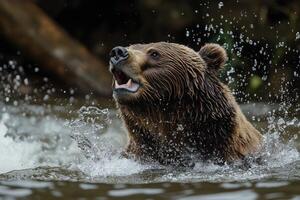 Brown bear emerging from river with open mouth and water splashing around photo